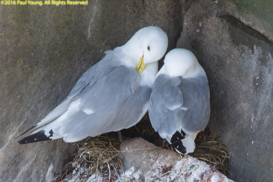 Kittiwakes